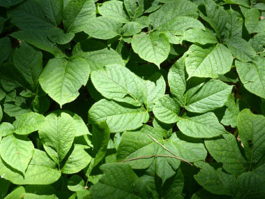 Aralia nudicaulis