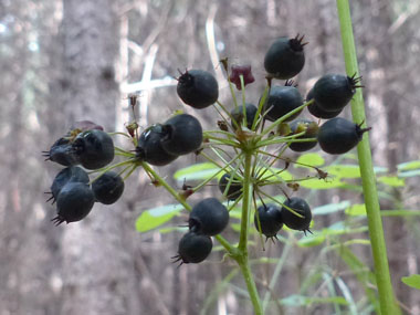 sarsaparilla berries closeup