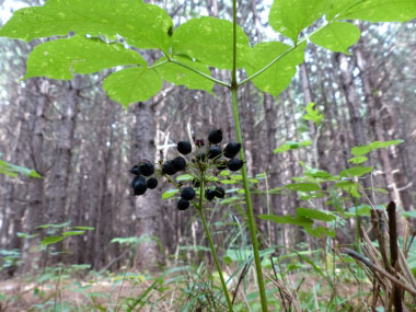 sarsaparilla berries