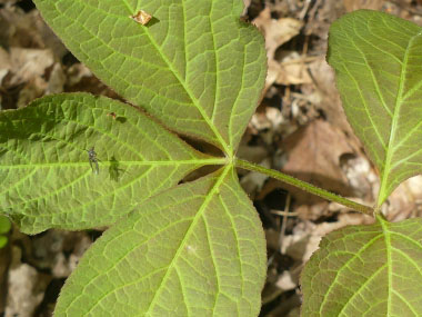 wild sarsaparilla closeup