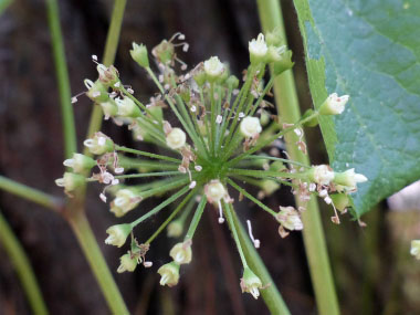 wild sarsaparilla flowers