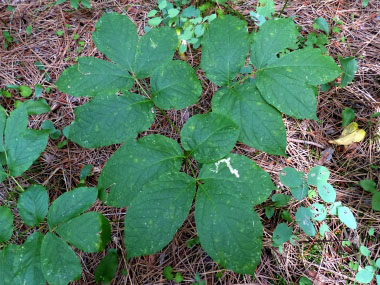 wild sarsaparilla leaves