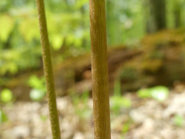 wild sarsaparilla stem