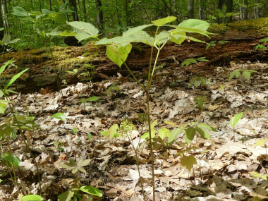 wild sarsaparilla