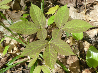 young wild sarsaparilla leaves