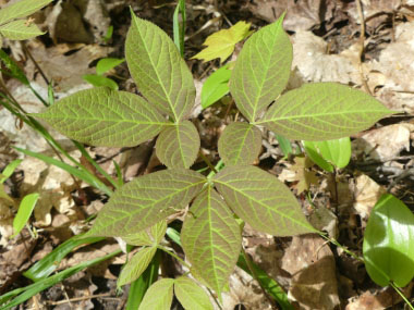 Wild Pictures, Leaves Identification | Aralia nudicaulis