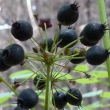 Wild Sarsaparilla