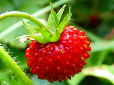 Fragaria virginiana fruit