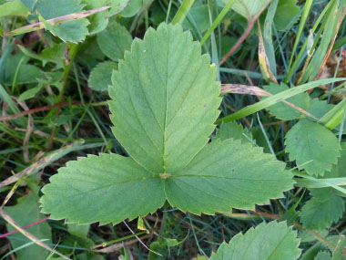 are leaves from wild strawberry plants toxic to dogs