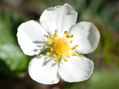 wild strawberry flower