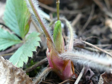 wild strawberry new growth