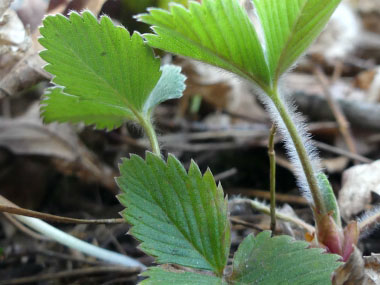 wild strawberry stem