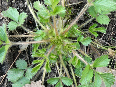 wild strawberry young growth