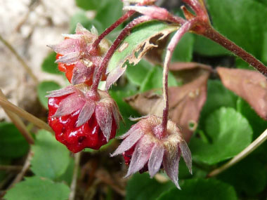 are leaves from wild strawberry plants toxic to dogs