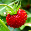 Wild Strawberry