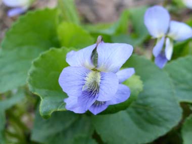 Viola odorata