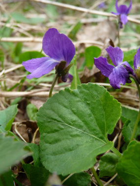 purple violet plant