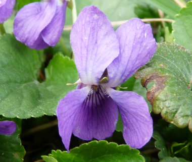 violet flower