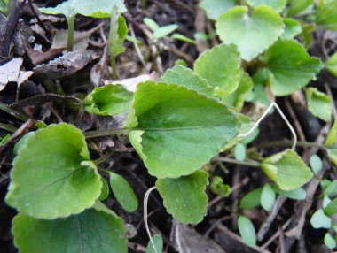 violet leaves