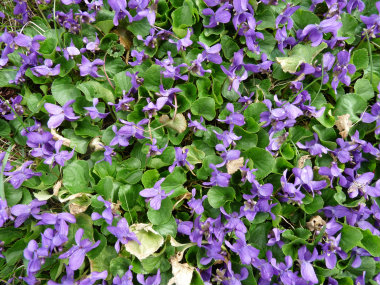 wild violets