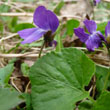 Wild Violet