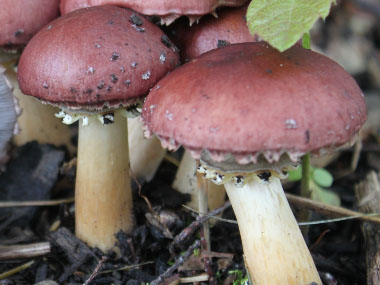 burgundy cup mushroom