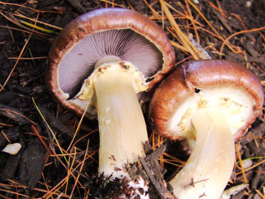 wine cap mushrooms