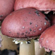 Wine Cap Mushrooms
