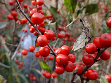 winterberries