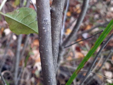 winterberry bark