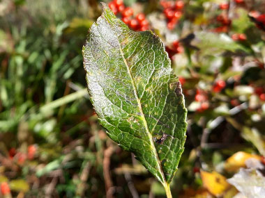 winterberry leaf