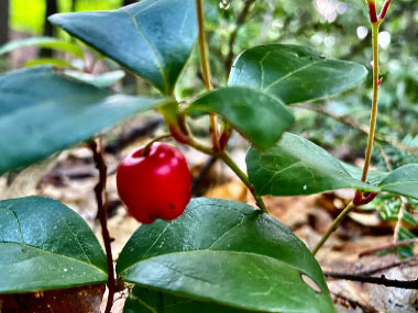 Gaultheria procumbens