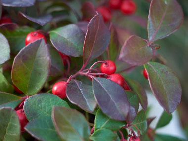 eastern teaberry