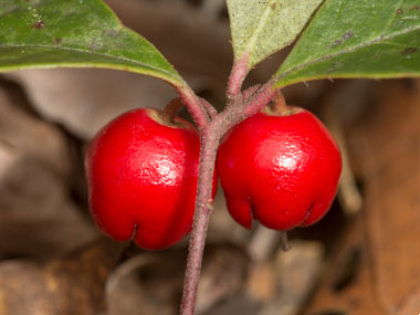 wintergreen berries