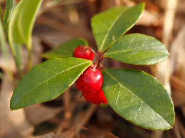 wintergreen leaves