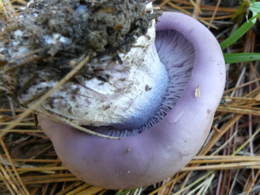 blewit gills