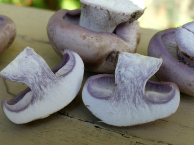 blewit mushrooms