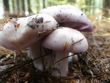 blewits