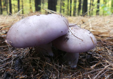 wood blewit caps