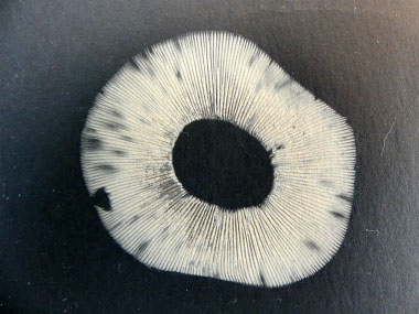 wood blewit spore print