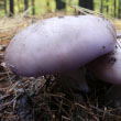 Wood Blewit