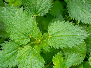 canada nettle leaves