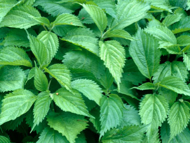 wood nettle leaves