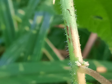 wood nettle stem