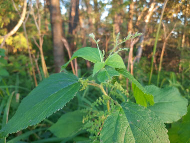 wood nettle