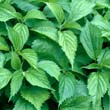 Wood Nettle
