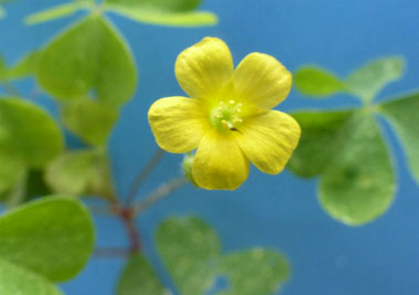 Wood Sorrel Pictures Flowers Leaves Identification Oxalis Stricta