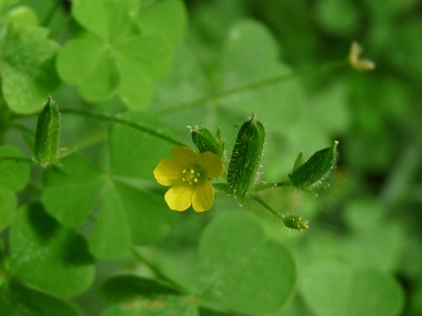 wood sorrel flower