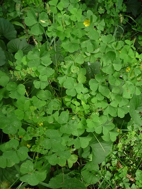 Wood Sorrel Pictures Flowers Leaves Identification Oxalis Stricta Wood Sorrel Pictures Flowers Leaves Identification Oxalis Stricta