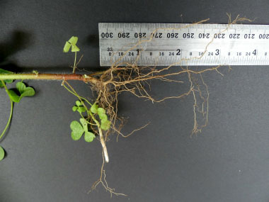 wood sorrel roots